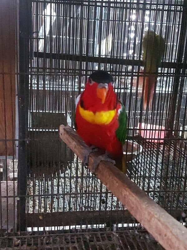 Yellow Bib Lory Breeder Male for sale 3