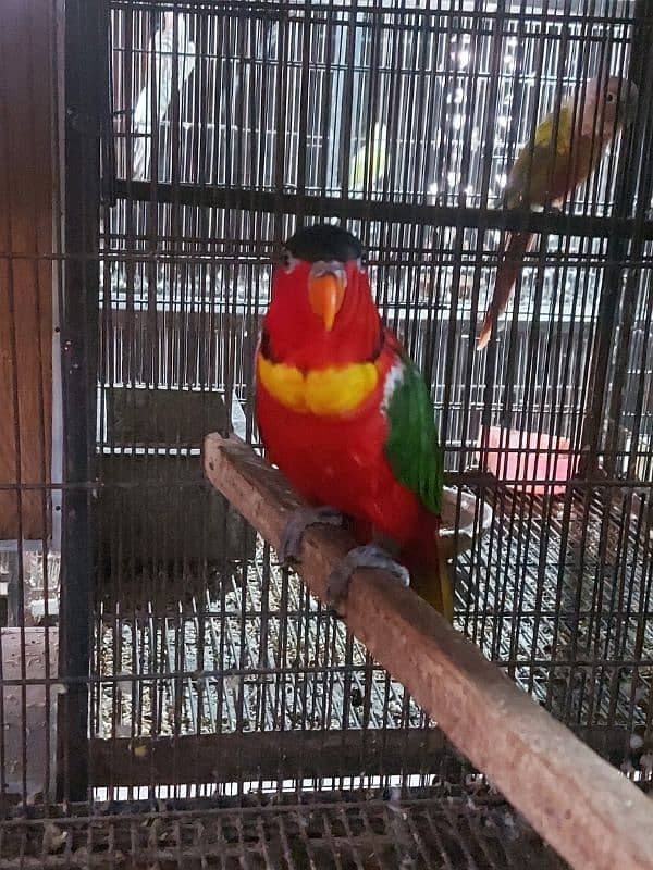 Yellow Bib Lory Breeder Male for sale 4