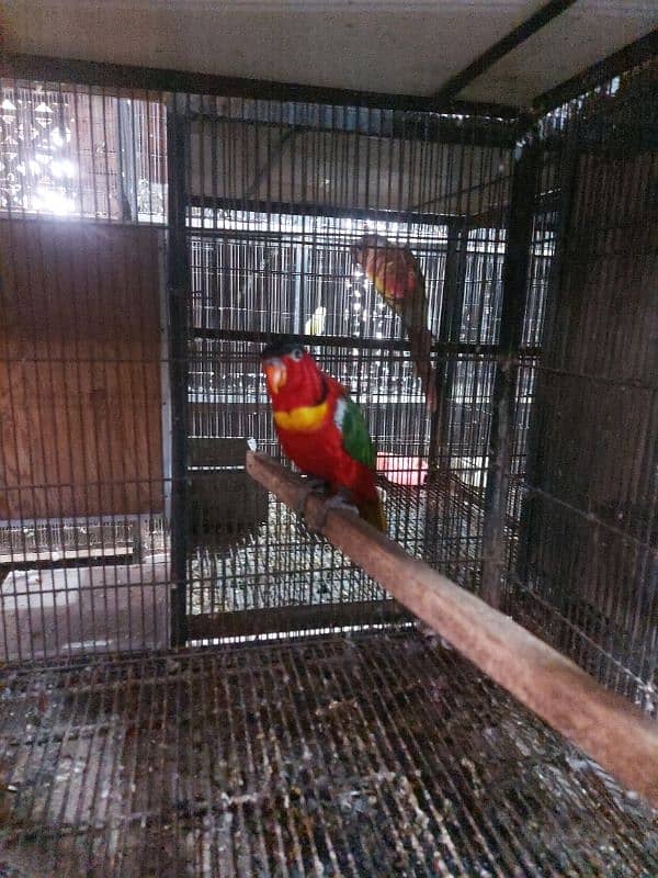 Yellow Bib Lory Breeder Male for sale 6