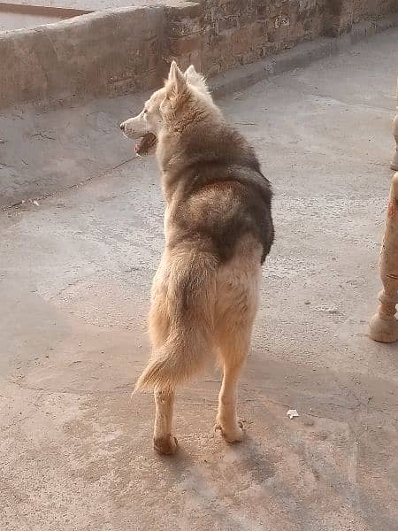 strong coated Husky Male Dog for sale 03486140788 1