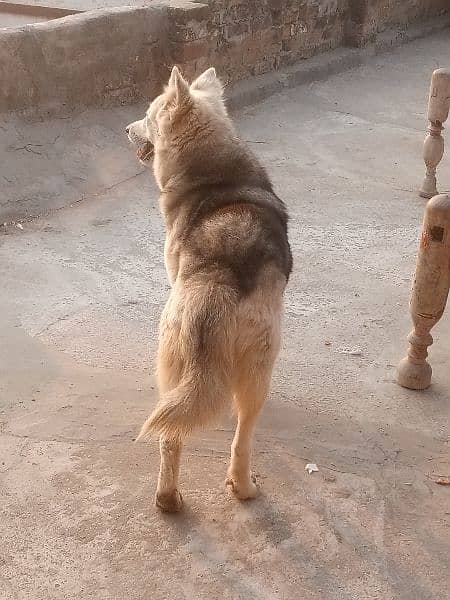 strong coated Husky Male Dog for sale 03486140788 2