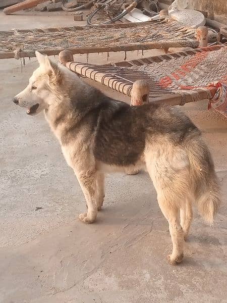 strong coated Husky Male Dog for sale 03486140788 3