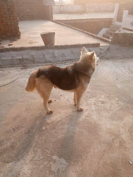 strong coated Husky Male Dog for sale 03486140788 4