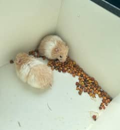 hamsters (guinea pigs)