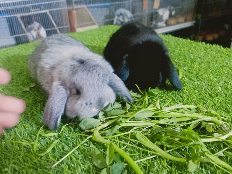 Holland lop rabbit baby in very unique different colour 2