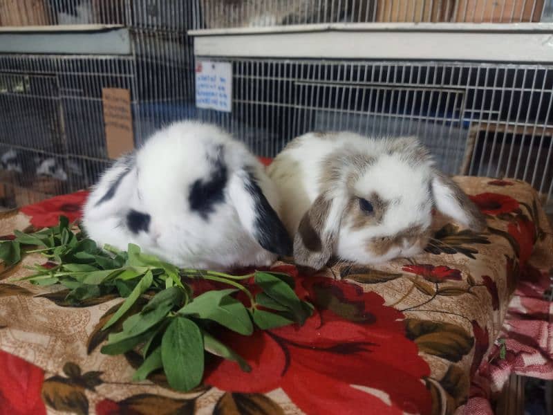 Holland lop rabbit baby in very unique different colour 3