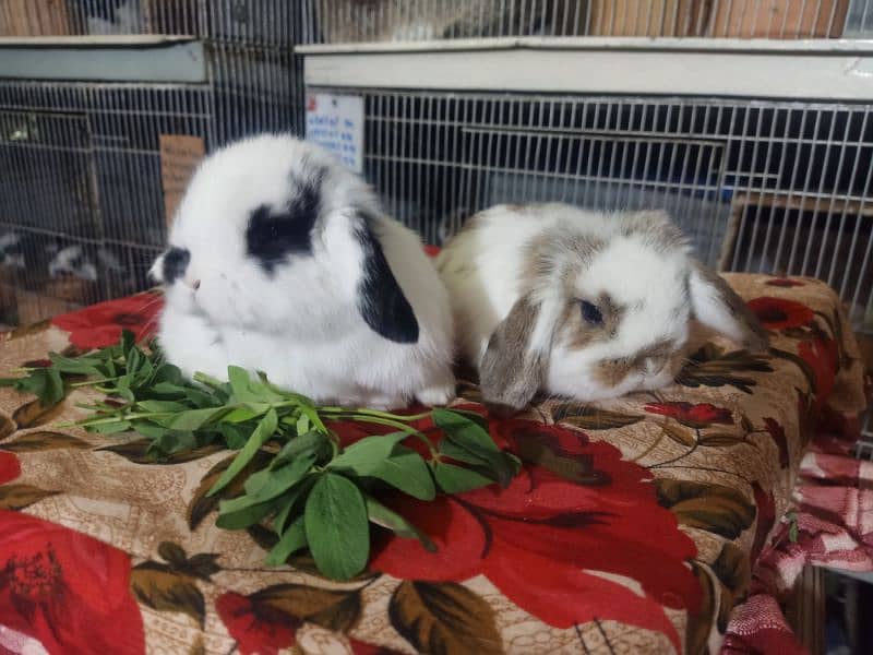 Holland lop rabbit baby in very unique different colour 4