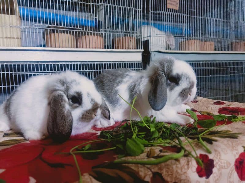 Holland lop rabbit baby in very unique different colour 5