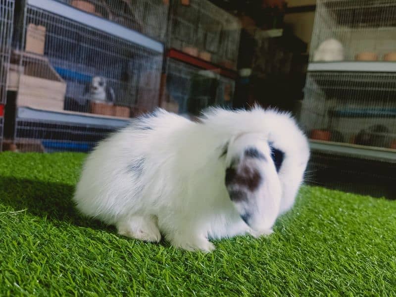 Holland lop rabbit baby in very unique different colour 7