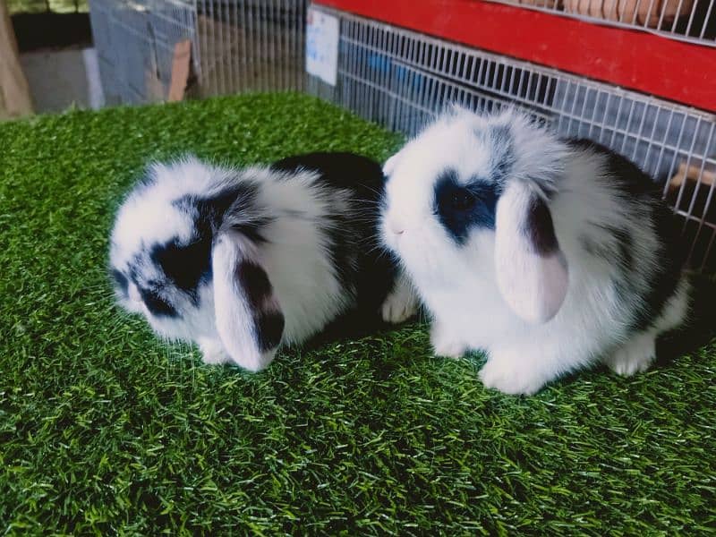 Holland lop rabbit baby in very unique different colour 8