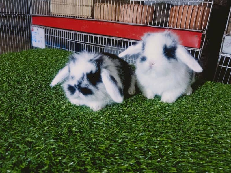 Holland lop rabbit baby in very unique different colour 9