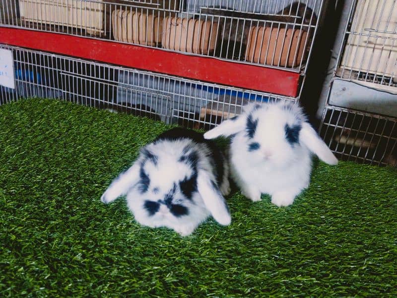 Holland lop rabbit baby in very unique different colour 10