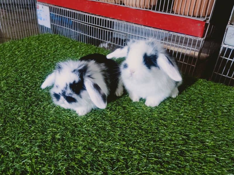 Holland lop rabbit baby in very unique different colour 11