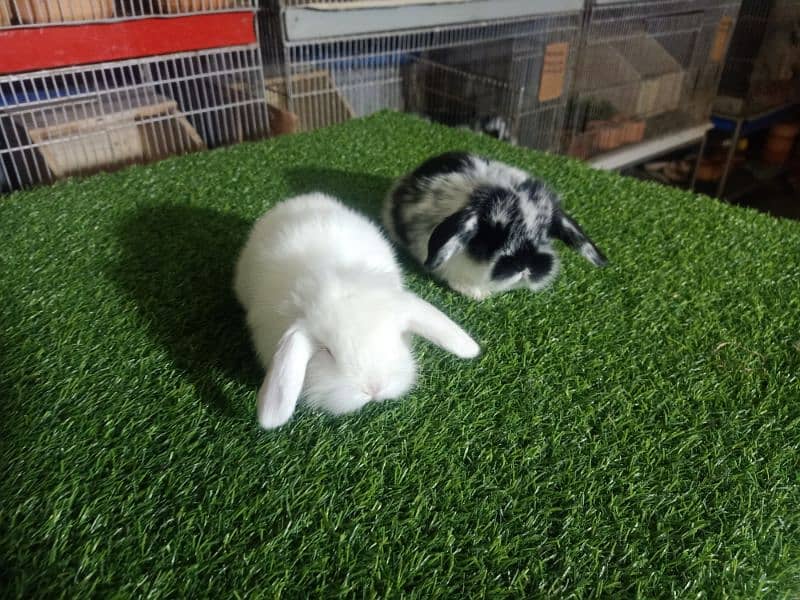 Holland lop rabbit baby in very unique different colour 12