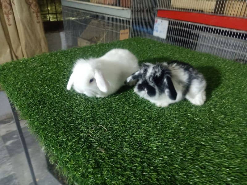 Holland lop rabbit baby in very unique different colour 13