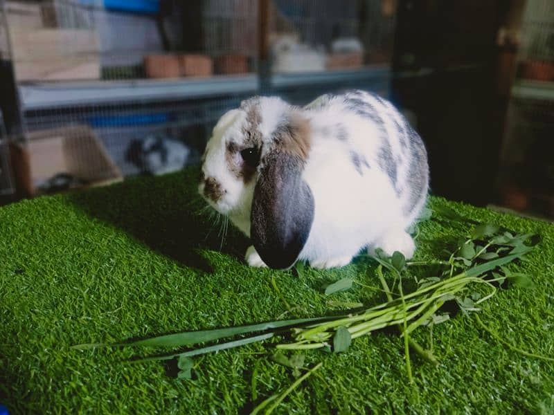 Holland lop rabbit baby in very unique different colour 14