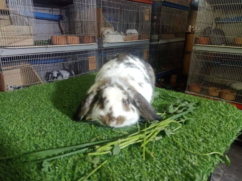 Holland lop rabbit baby in very unique different colour 15