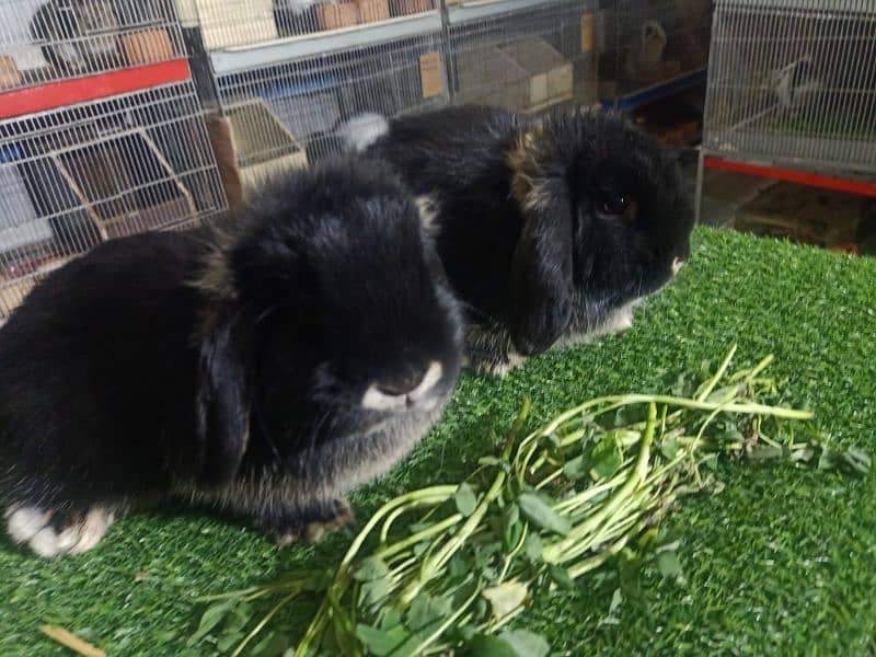 Holland lop rabbit baby in very unique different colour 16