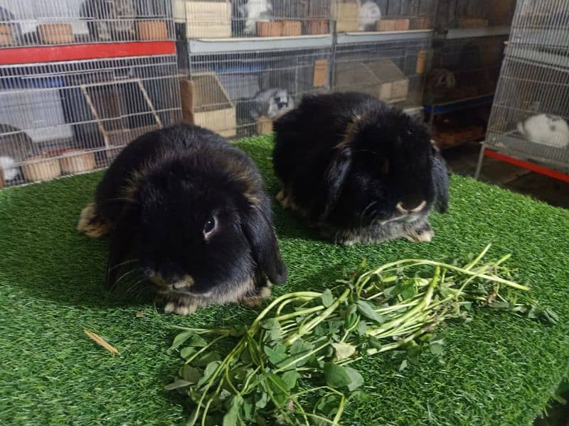 Holland lop rabbit baby in very unique different colour 17