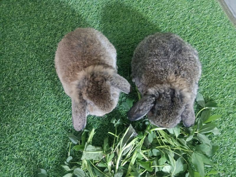 Holland lop rabbit baby in very unique different colour 18