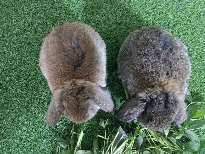 Holland lop rabbit baby in very unique different colour 19