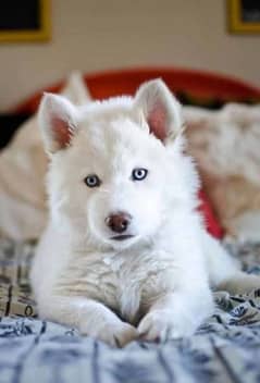 white Siberian husky | white husky puppy | Dog