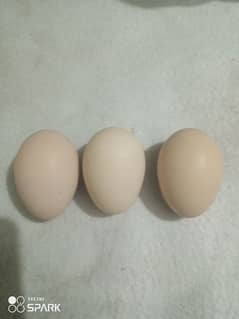 Aseel eggs for sale