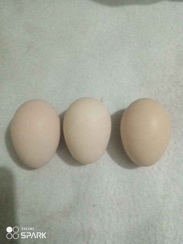 Aseel eggs for sale 0