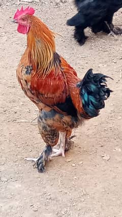 active and Healthy Rooster available for sale