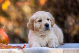 Golden Retriever | Puppy | Dog for sale