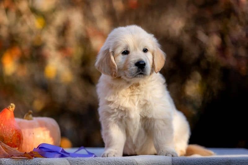 Golden Retriever | Puppy | Dog for sale 1