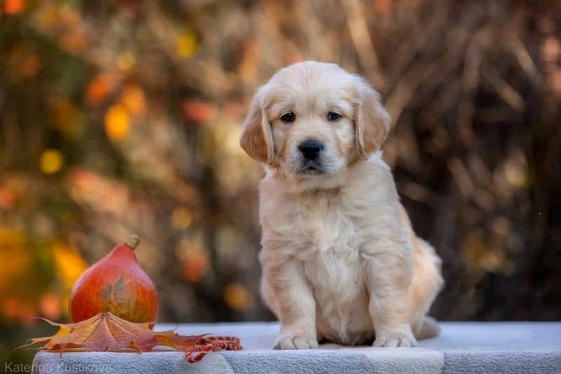 Golden Retriever | Puppy | Dog for sale 2