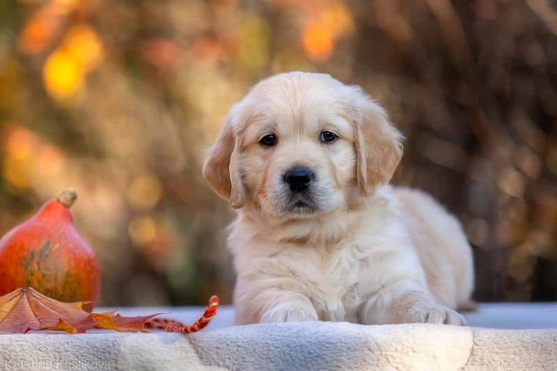 Golden Retriever | Puppy | Dog for sale 3