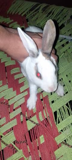 Rabbit Male for sale