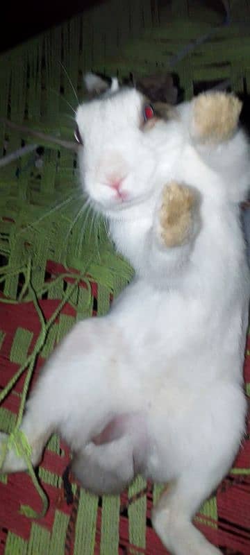 Rabbit Male for sale 2