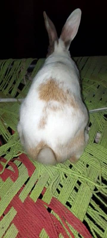 Rabbit Male for sale 4