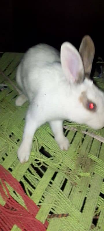 Rabbit Male for sale 5