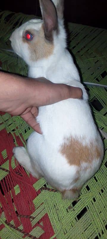 Rabbit Male for sale 9