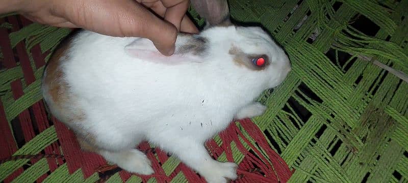 Rabbit Male for sale 10