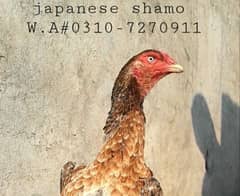 japanese shamo female