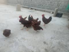 rir vaccinated hens