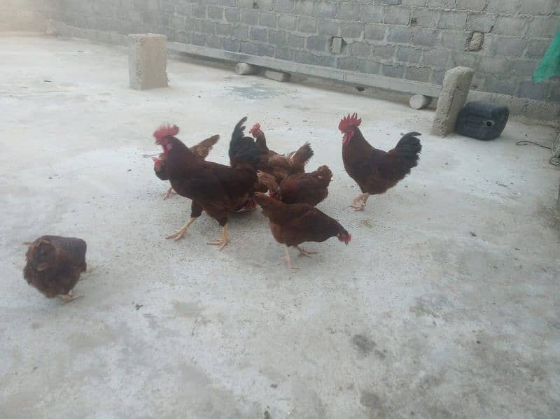 rir vaccinated hens 0