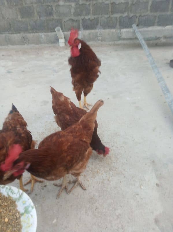 rir vaccinated hens 3