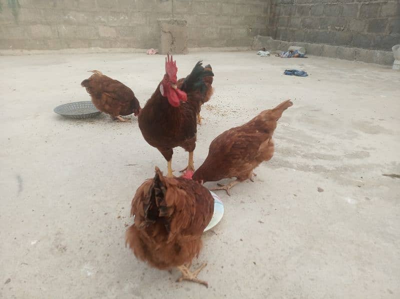 rir vaccinated hens 5