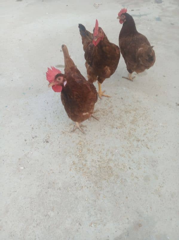 rir vaccinated hens 6