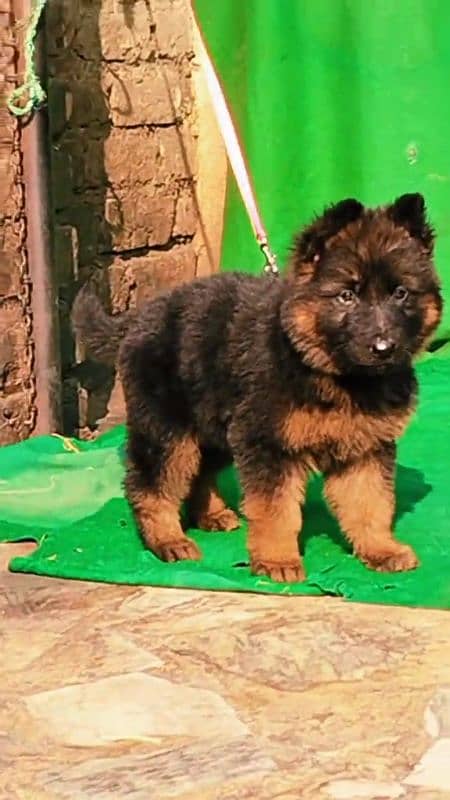 German shepherd long coat puppies for sale 1