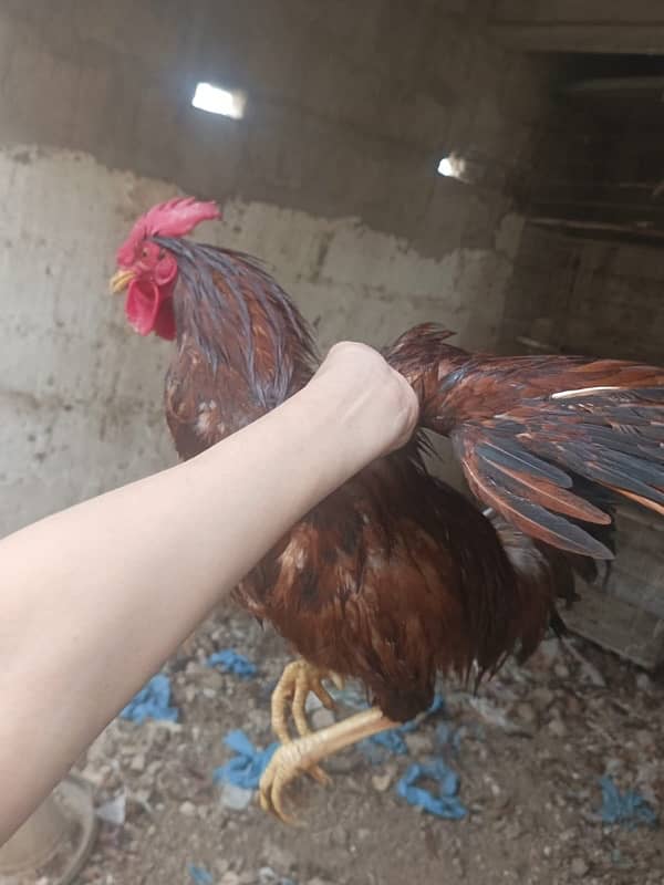 egg laying Hens 2