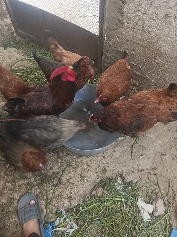 egg laying Hens 4