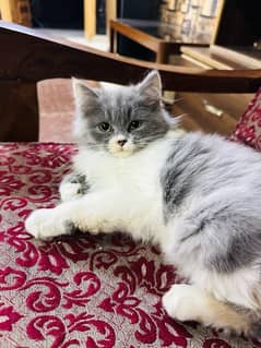 persian calico kitten