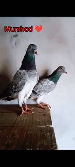 Sadhana pigeon